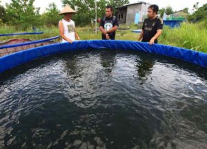 jual kolam budidaya udang vaname murah